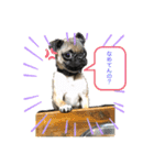 それいけ！諭吉様！（個別スタンプ：6）