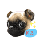 それいけ！諭吉様！（個別スタンプ：7）