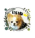 可愛いペットちゃんのスタンプです☆（個別スタンプ：10）