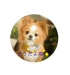 可愛いペットちゃんのスタンプです☆（個別スタンプ：11）