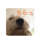 さくら:スタンプ（個別スタンプ：1）