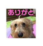 さくら:スタンプ（個別スタンプ：4）
