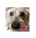 さくら:スタンプ（個別スタンプ：5）