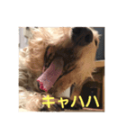 さくら:スタンプ（個別スタンプ：6）