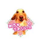 セスのバンダナコレクション（個別スタンプ：3）