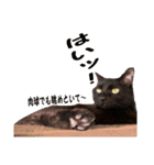 黒猫、名は黒蜜3（個別スタンプ：1）