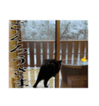 黒猫、名は黒蜜3（個別スタンプ：7）