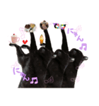 黒猫、名は黒蜜3（個別スタンプ：15）