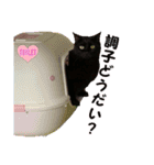 黒猫、名は黒蜜3（個別スタンプ：16）