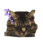 猫のココちゃん！（個別スタンプ：1）