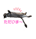 猫のココちゃん！（個別スタンプ：2）