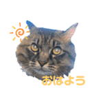猫のココちゃん！（個別スタンプ：4）