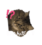 猫のココちゃん！（個別スタンプ：5）