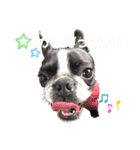 猫のココちゃん！（個別スタンプ：7）