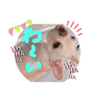 UMECHIYOのすべて（個別スタンプ：31）