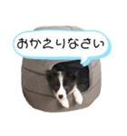 アッシュ君 〜ベイビー期〜（個別スタンプ：2）