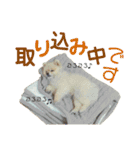 ポメラニアンのぽんぽんぽんた2（個別スタンプ：15）