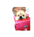 ポメラニアンのぽんぽんぽんた2（個別スタンプ：17）