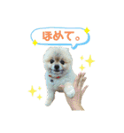 ポメラニアンのぽんぽんぽんた2（個別スタンプ：18）