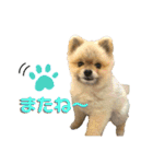ポメラニアンのぽんぽんぽんた2（個別スタンプ：23）