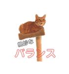 マロハマスタンプ（個別スタンプ：7）