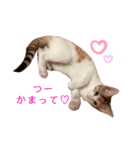 つーと子猫（個別スタンプ：1）
