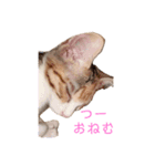 つーと子猫（個別スタンプ：3）