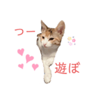 つーと子猫（個別スタンプ：4）