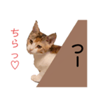 つーと子猫（個別スタンプ：5）