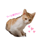 つーと子猫（個別スタンプ：6）