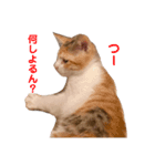 つーと子猫（個別スタンプ：8）