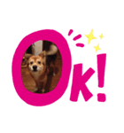 ドリームのスタンプ（個別スタンプ：1）
