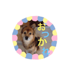ドリームのスタンプ（個別スタンプ：5）