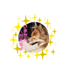 ドリームのスタンプ（個別スタンプ：6）