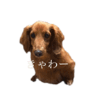 ダックス茶々丸スタンプ（個別スタンプ：5）