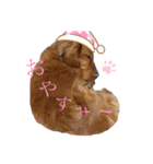 ダックス茶々丸スタンプ（個別スタンプ：12）