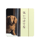 ダックス茶々丸スタンプ（個別スタンプ：23）