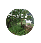 石垣島写真スタンプ（個別スタンプ：3）