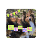 さすけの日常①（個別スタンプ：1）