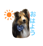 さすけの日常①（個別スタンプ：2）