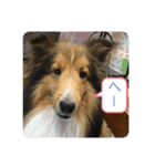 さすけの日常①（個別スタンプ：7）