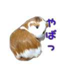 かわいいモルモットくんのスタンプ（個別スタンプ：4）