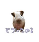 かわいいモルモットくんのスタンプ（個別スタンプ：9）