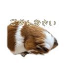 かわいいモルモットくんのスタンプ（個別スタンプ：12）