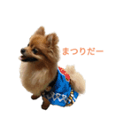 ポメラニアン バディのスタンプ（個別スタンプ：4）