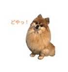 ポメラニアン バディのスタンプ（個別スタンプ：17）