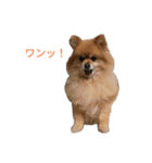 ポメラニアン バディのスタンプ（個別スタンプ：21）