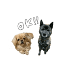 ペキニーズのきなこと甲斐犬あんこ（個別スタンプ：1）