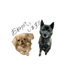 ペキニーズのきなこと甲斐犬あんこ（個別スタンプ：2）