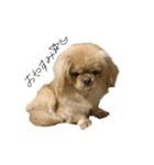 ペキニーズのきなこと甲斐犬あんこ（個別スタンプ：3）